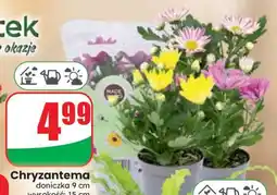 Dino Chryzantema oferta