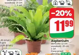 Dino Asplenium oferta