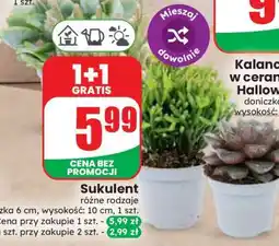 Dino Sukulent oferta