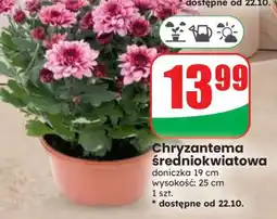 Dino Chryzantema średniokwiatowa oferta