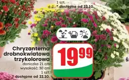 Dino Chryzantema drobnokwiatowa trzykolorowa oferta
