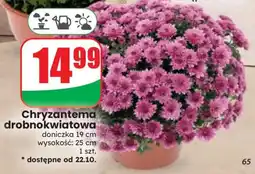Dino Chryzantema drobnokwiatowa oferta