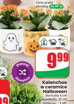 Dino Kalanchoe w ceramice Halloween oferta