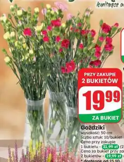 Dino Goździki oferta