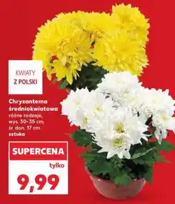 Kaufland Chryzantema średniokwiatowa oferta