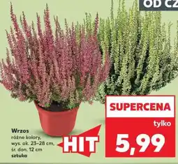 Kaufland Wrzos oferta
