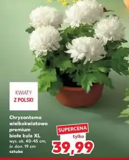 Kaufland Chryzantema wielkokwiatowa premium białe kule XL oferta
