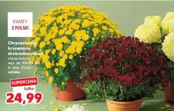 Kaufland Chryzantema krzewiasta drobnokwiatowa oferta