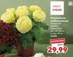 Kaufland Chryzantema wielkokwiatowa oferta