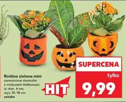 Kaufland Roślina zielona mini oferta