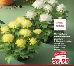 Kaufland Chryzantema wielkokwiatowa premium oferta
