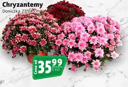 Prim Market Chryzantemy oferta