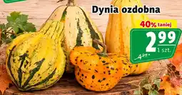 Prim Market Dynia ozdobna oferta