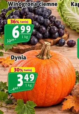 Prim Market Dynia oferta