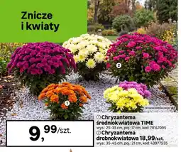 Leroy Merlin Chryzantema średniokwiatowa Time oferta