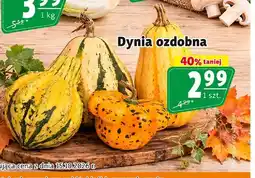 Prim Market Dynia ozdobna oferta