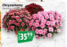 Prim Market Chryzantemy doniczka 23-24 cm oferta