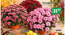Prim Market Chryzantemy doniczka 23-24 cm oferta