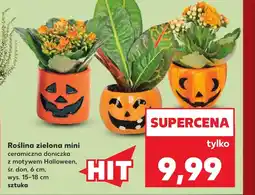 Kaufland Roślina doniczkowa Halloween oferta