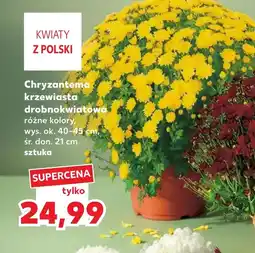 Kaufland Chryzantema Ok oferta