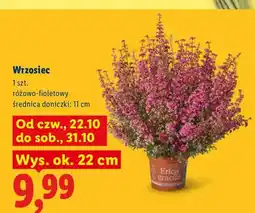 Lidl Wrzosiec oferta