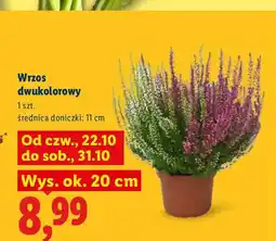 Lidl Wrzos dwukolorowy oferta