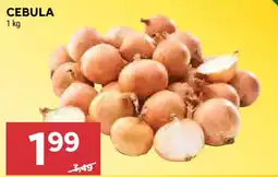 Stokrotka Cebula oferta