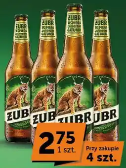 Groszek Zubr oferta
