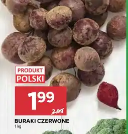 Stokrotka Buraki Czerwone oferta