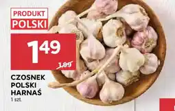 Stokrotka Czosnek Polski Harnaś oferta