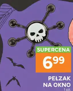Stokrotka Pełzak na Okno oferta