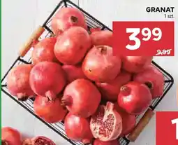 Stokrotka Granat oferta
