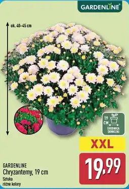 ALDI GARDENLINE Chryzantemy oferta