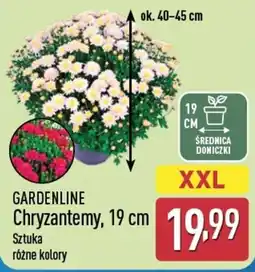 ALDI GARDENLINE Chryzantemy oferta