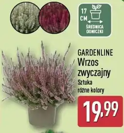 ALDI Gardenline wrzos zwyczajny oferta