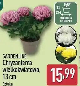 ALDI Gardenline chryzantema wielkokwiatowa oferta