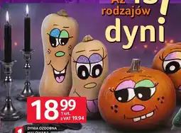 Selgros Dynia ozdobna malowana polska oferta