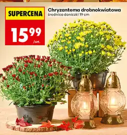 Biedronka Chryzantema drobnokwiatowa oferta