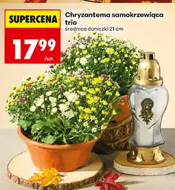 Biedronka Chryzantema samokrzewiąca trio oferta