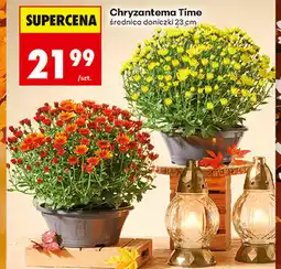 Biedronka Chryzantema Time oferta