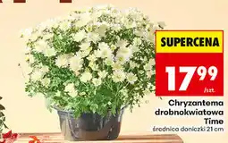 Biedronka Chryzantema drobnokwiatowa Time średnica doniczki 21 cm oferta