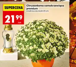 Biedronka Chryzantema samokrzewiąca premium oferta