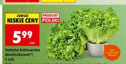 Biedronka Sałata batawska doniczkowa, 1 szt oferta
