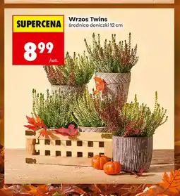 Biedronka Wrzos Twins oferta
