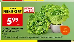 Biedronka Sałata batawska doniczkowa polska oferta