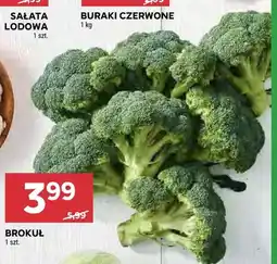Stokrotka Brokuł oferta