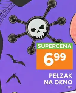 Stokrotka Pełzak na okno oferta