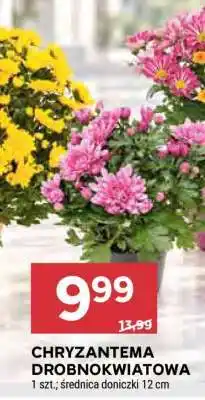 Stokrotka Market Chryzantema drobnokwiatowa oferta