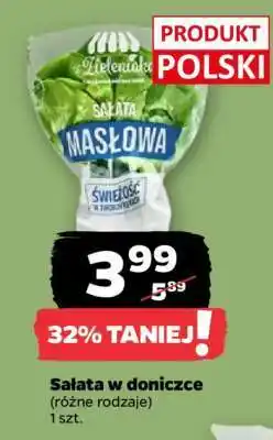 Netto Sałata w doniczce oferta