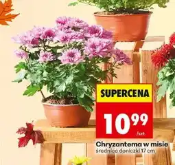 Biedronka Chryzantema w misie oferta